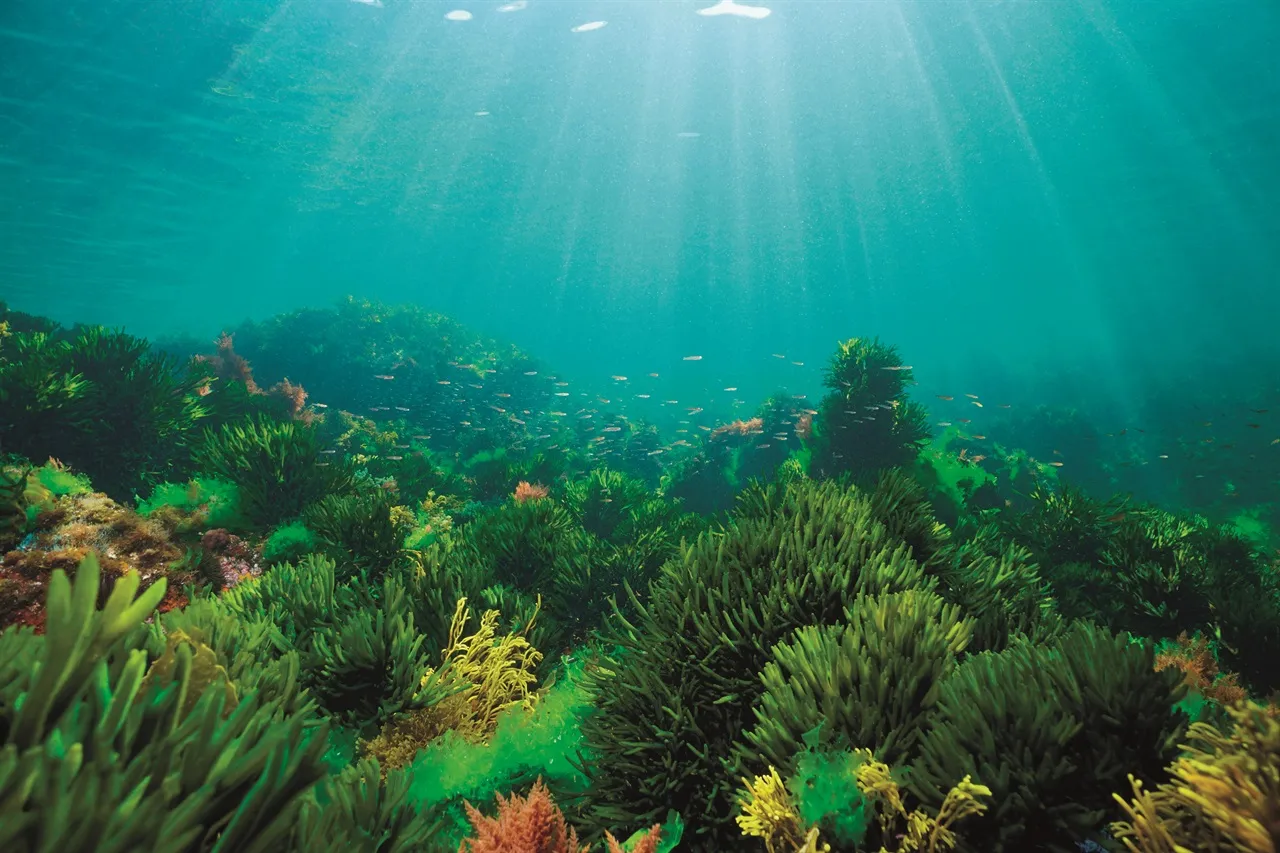 Derfor er alger så viktig i hudpleie